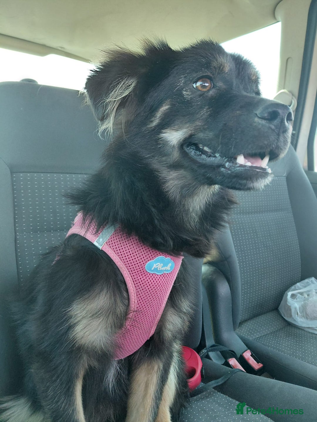 Mixed Breed dogs for adoption: ROBY, a superb puppy boy - for a Loving Home - Image 23