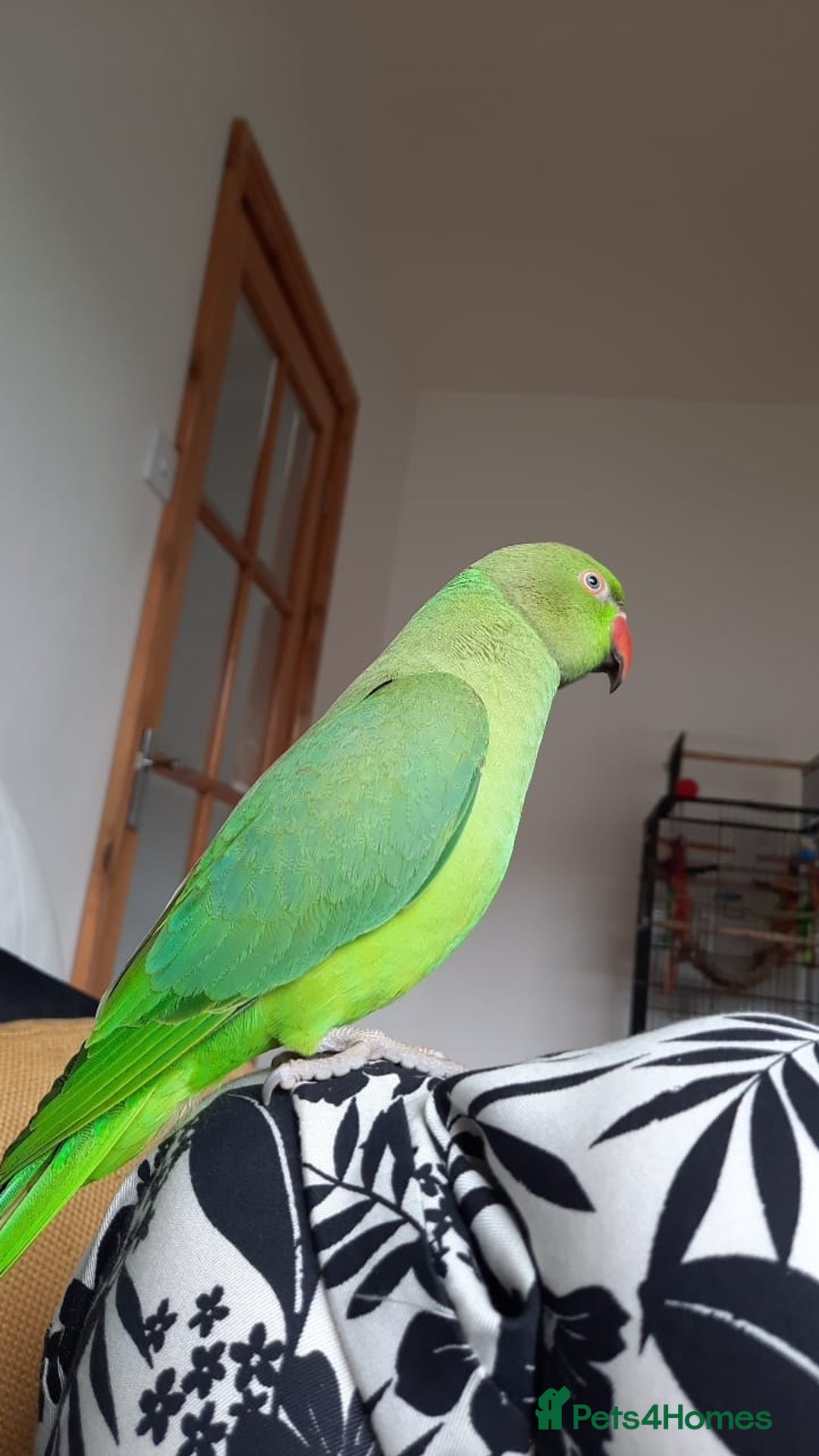 Parrots birds for sale: Indian Ringneck talking parrot + Cage + Toys - Advert 4