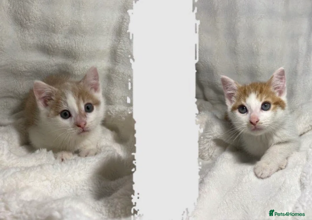 Mixed Breed cats for sale: 2 Adorable Male Kittens Ready For Their New Home🏡 - Advert 1