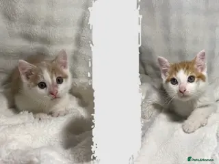 Mixed Breed cats 2 Adorable Male Kittens Ready For Their New Home🏡 - Advert 5