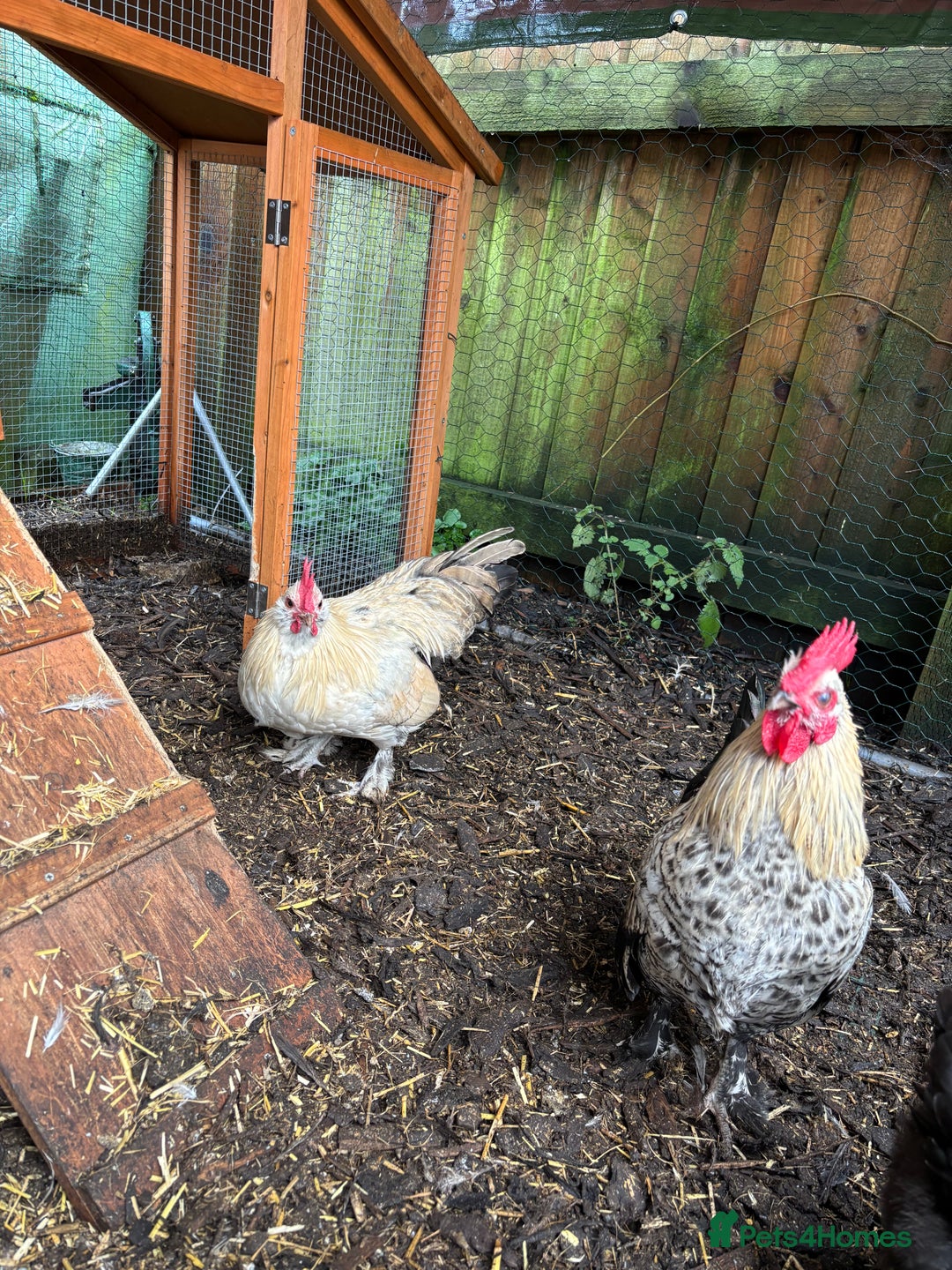 Chickens poultry for sale: Two bantam cockerels.   - Advert 5