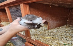 Guinea Pig rodents for sale: 3 boys left - Image 8