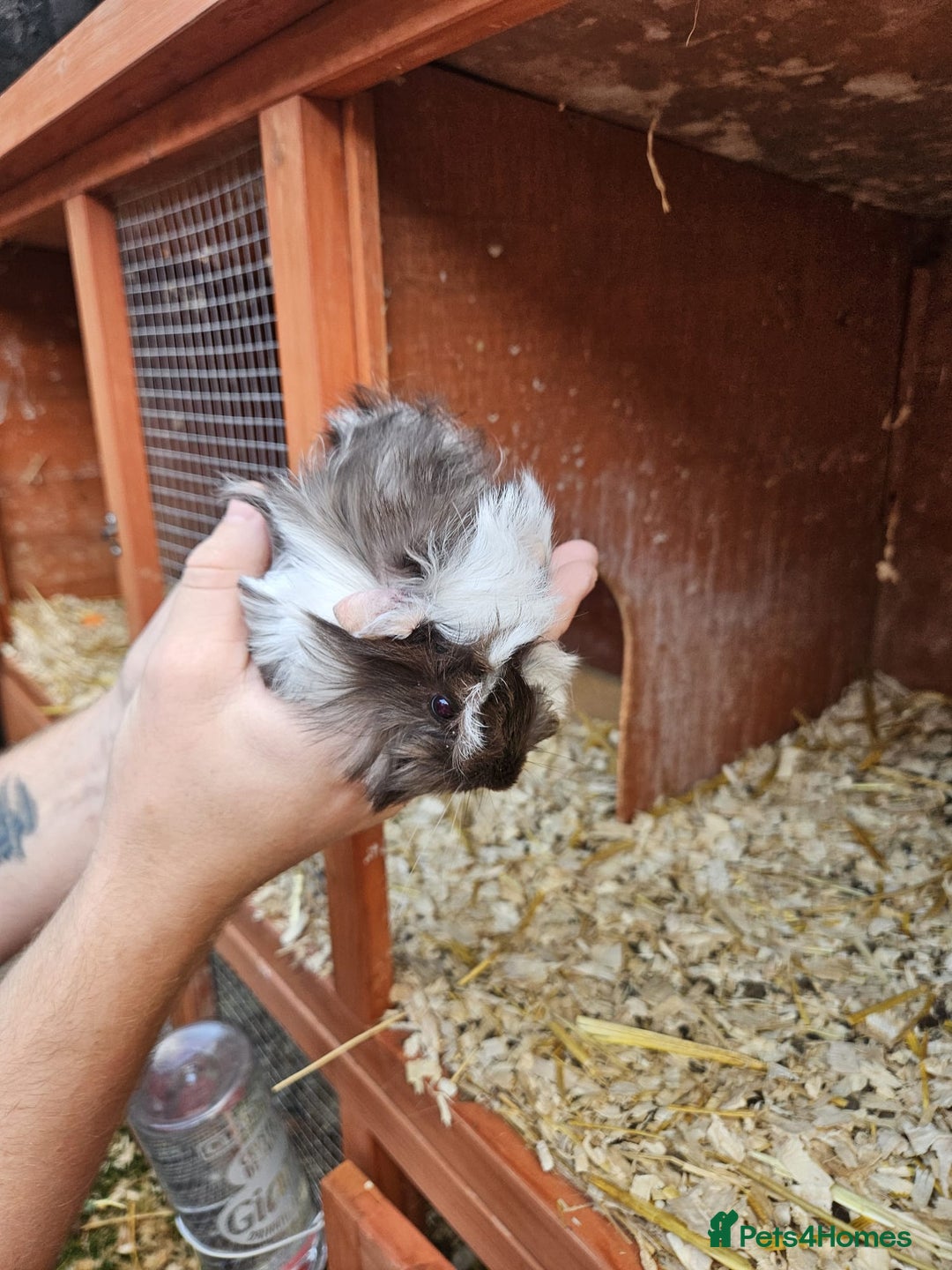 Guinea Pig rodents for sale: 3 boys left - Image 8