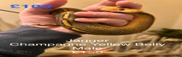 Python Snake reptiles for sale: Royal Pythons in Oldham - Advert 9