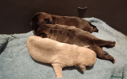 Pug dogs for sale: PEDIGREE PUG PUPPIES  - Advert 9