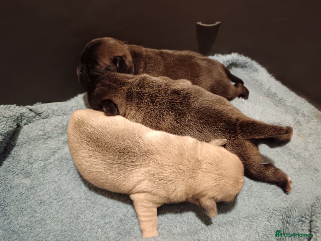 Pug dogs for sale: PEDIGREE PUG PUPPIES  - Advert 9