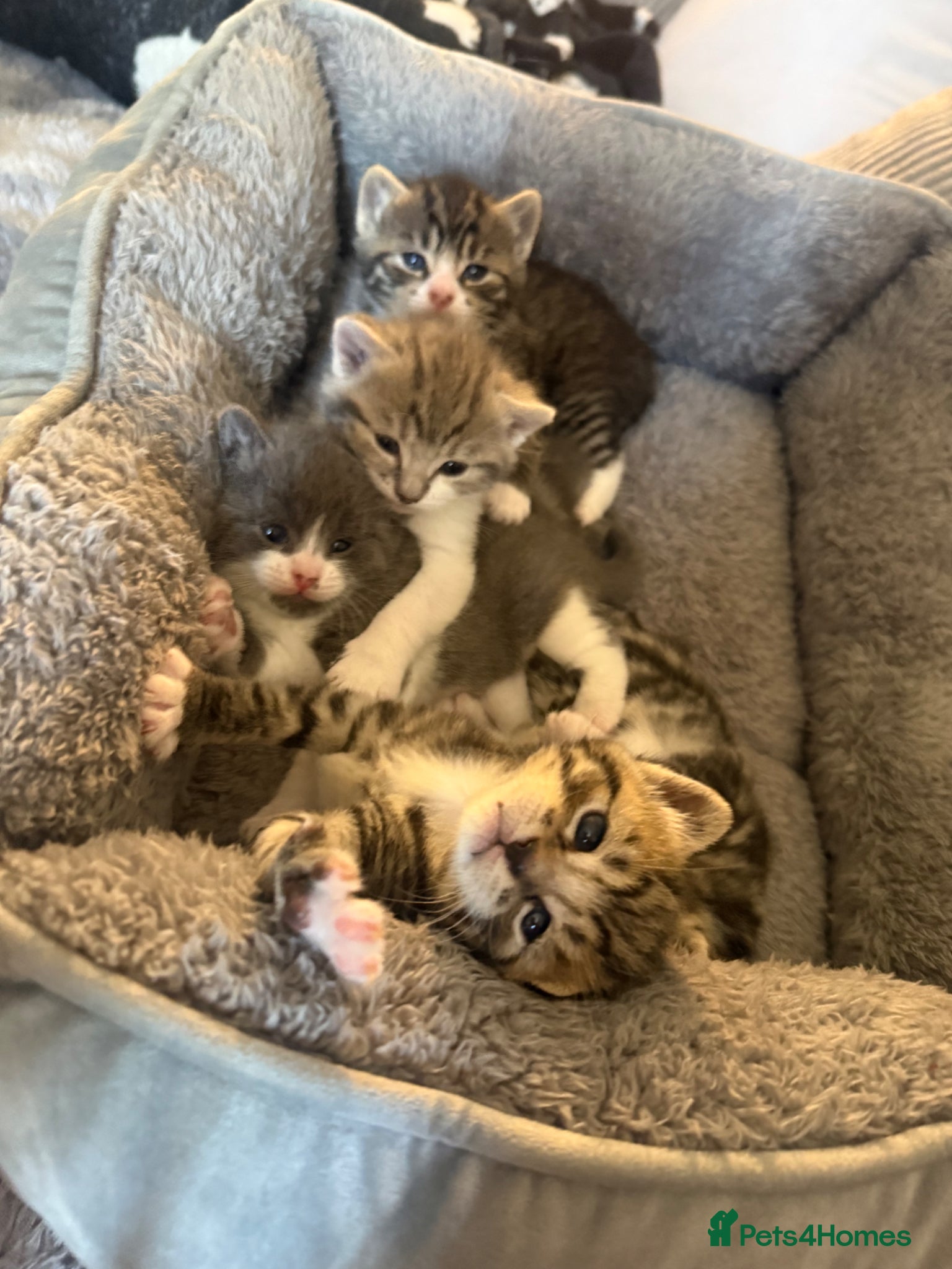British Shorthair cats Bsh cross kitten - Advert 3