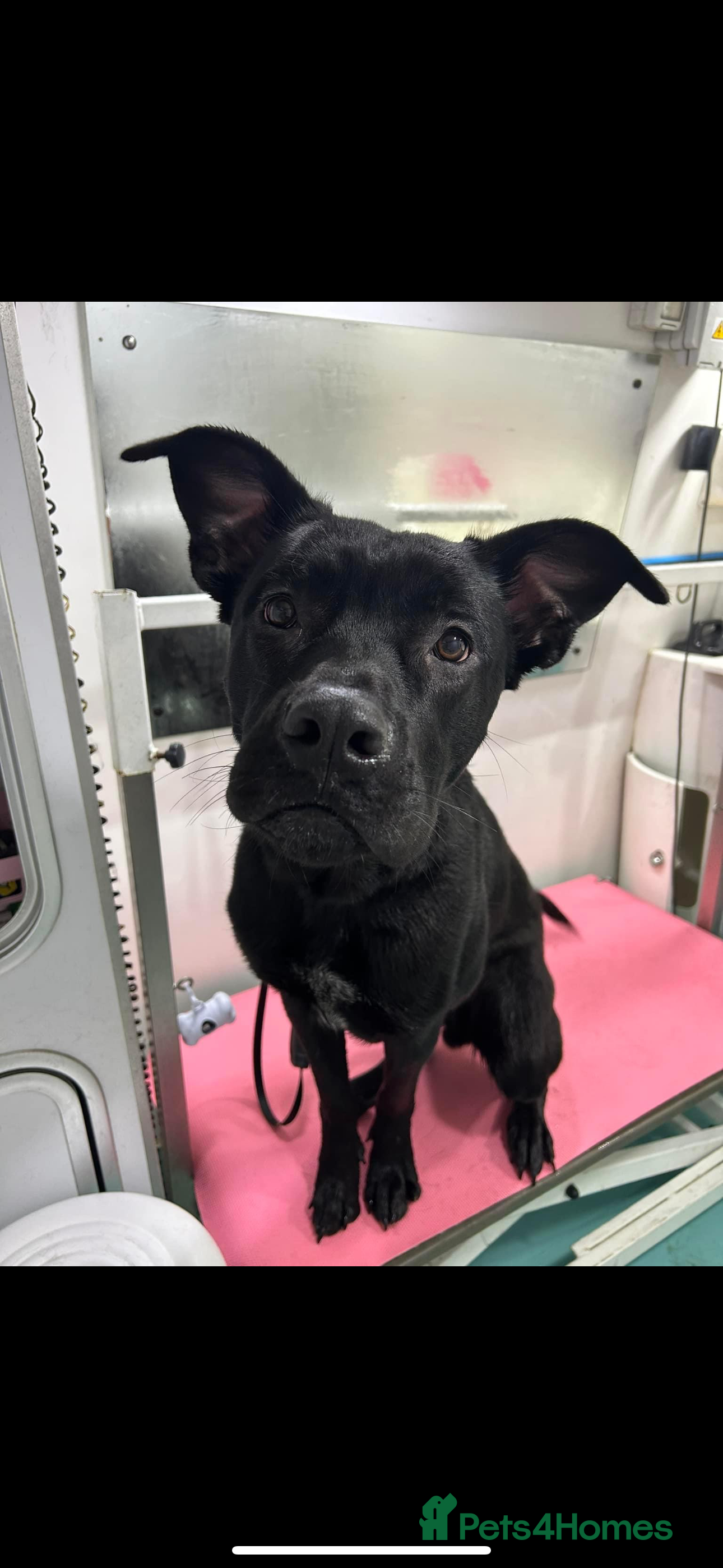 Mixed Breed dogs German corso (cane corso x German Shepard) - Advert 1