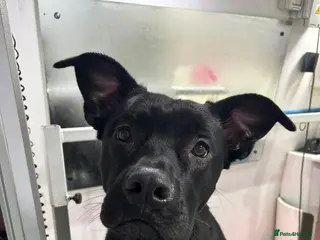 Mixed Breed dogs German corso (cane corso x German Shepard) - Advert 1