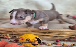Miniature Bull terrier dogs for sale: 🐾 Exclusive Miniature Bull Terrier Puppies 🐾 - Image 7