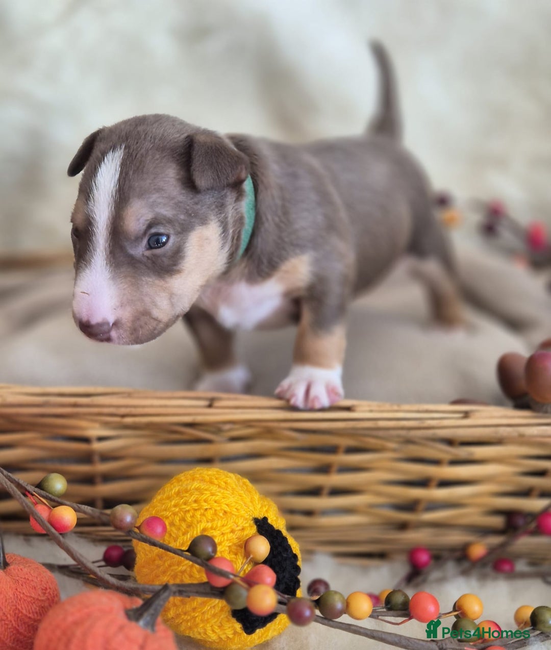 Miniature Bull terrier dogs for sale: 🐾 Exclusive Miniature Bull Terrier Puppies 🐾 - Image 7