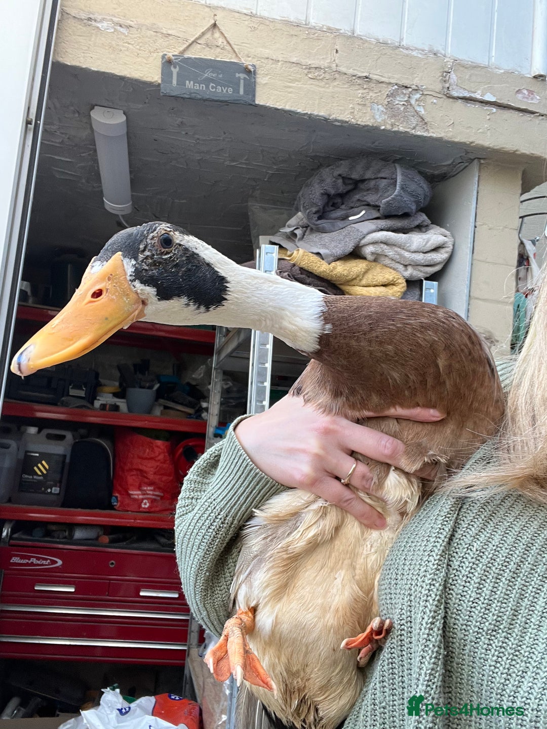Ducks poultry for sale: Indian runner ducklings - Image 29