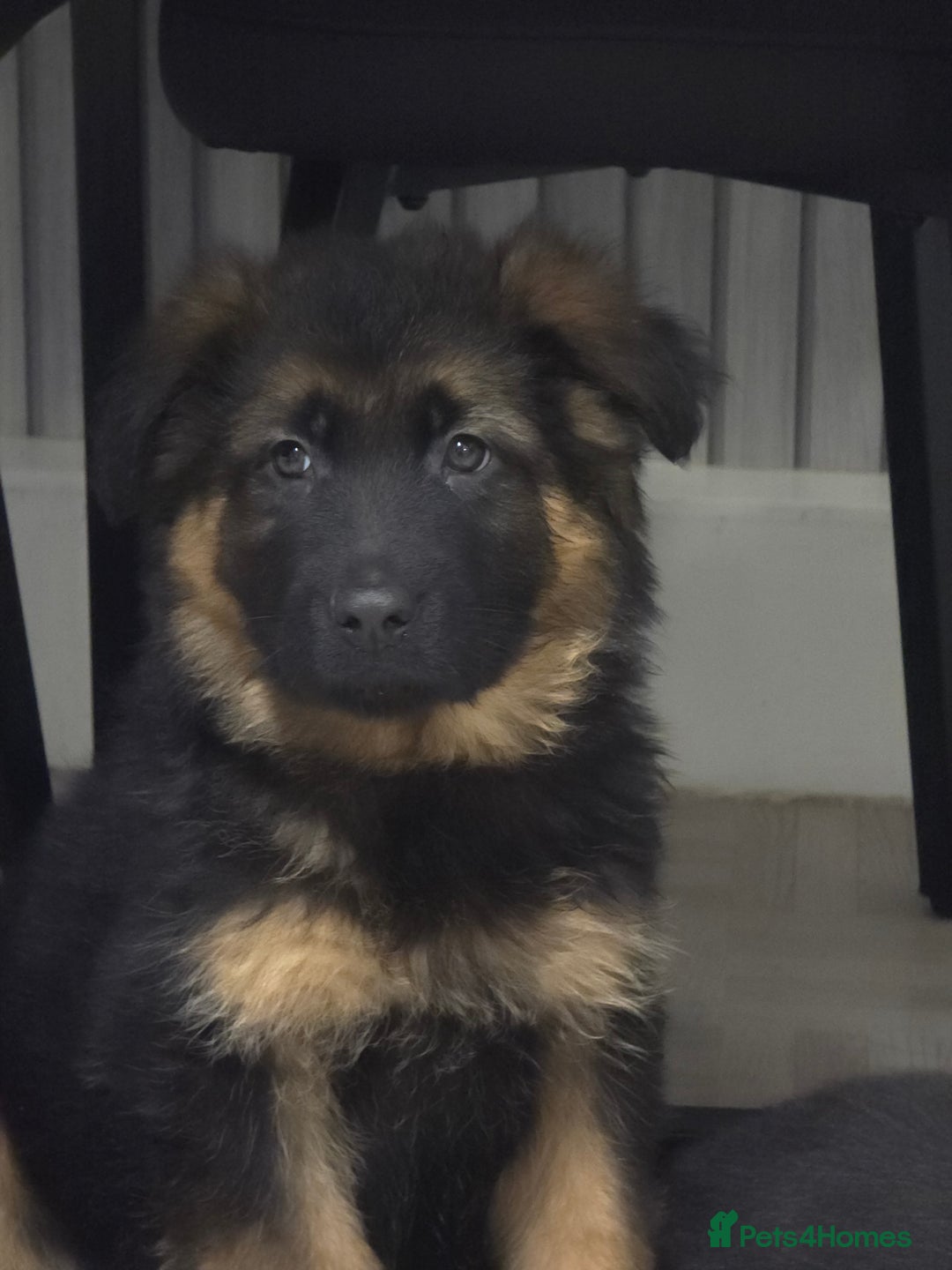 German Shepherd dogs for sale: Chunky German shepherd puppies for sale  - Advert 22
