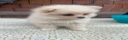 Pomeranian dogs for sale: Two Female Pomeranian  - Advert 6