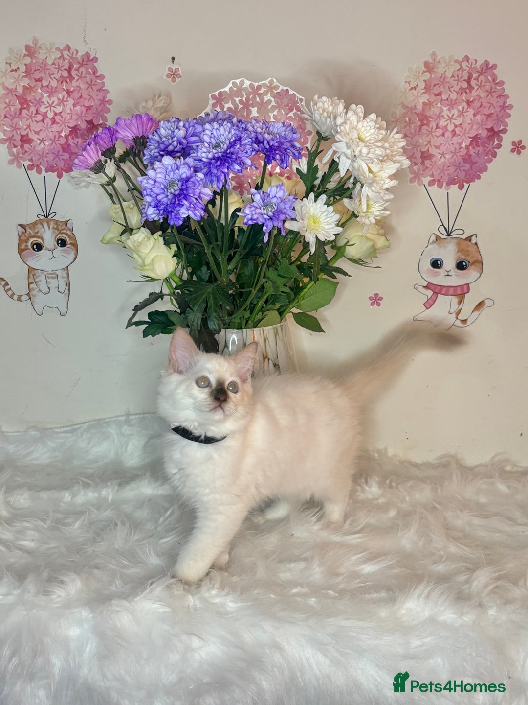 Ragdoll cats for sale: ⭐️TICA REG⭐️Pedigree Ragdoll Kittens DNA CLEAR ✅  - Image 15