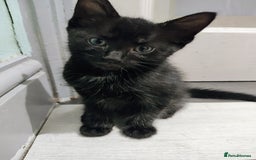 Mixed Breed cats for sale: 5 lovely kittens available  - Image 3