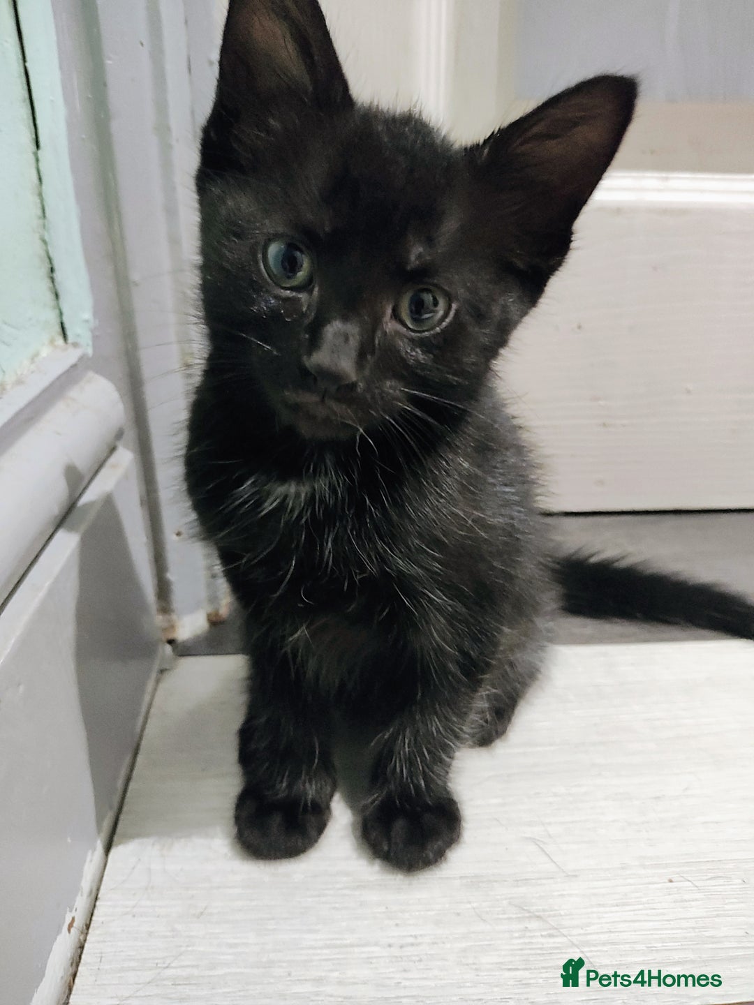 Mixed Breed cats for sale: 5 lovely kittens available  - Image 3