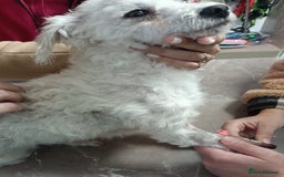 Bichon Frise dogs for adoption: Beautiful & Gentle DAISY - for a Loving Home - Image 7