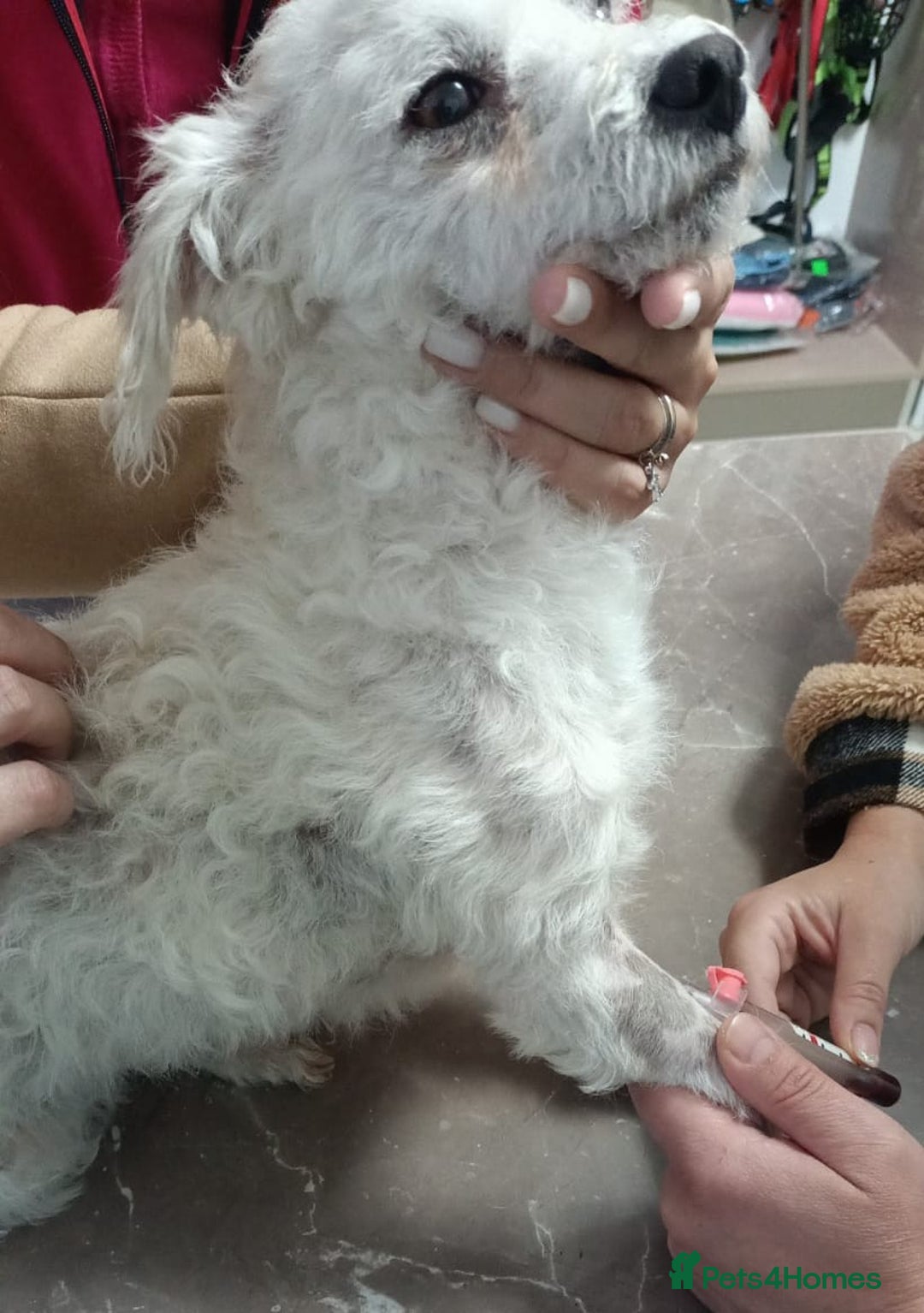 Bichon Frise dogs for adoption: Beautiful & Gentle DAISY - for a Loving Home - Image 7