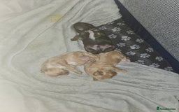 Mixed Breed dogs for sale: Malshi-poo puppies  - Image 5