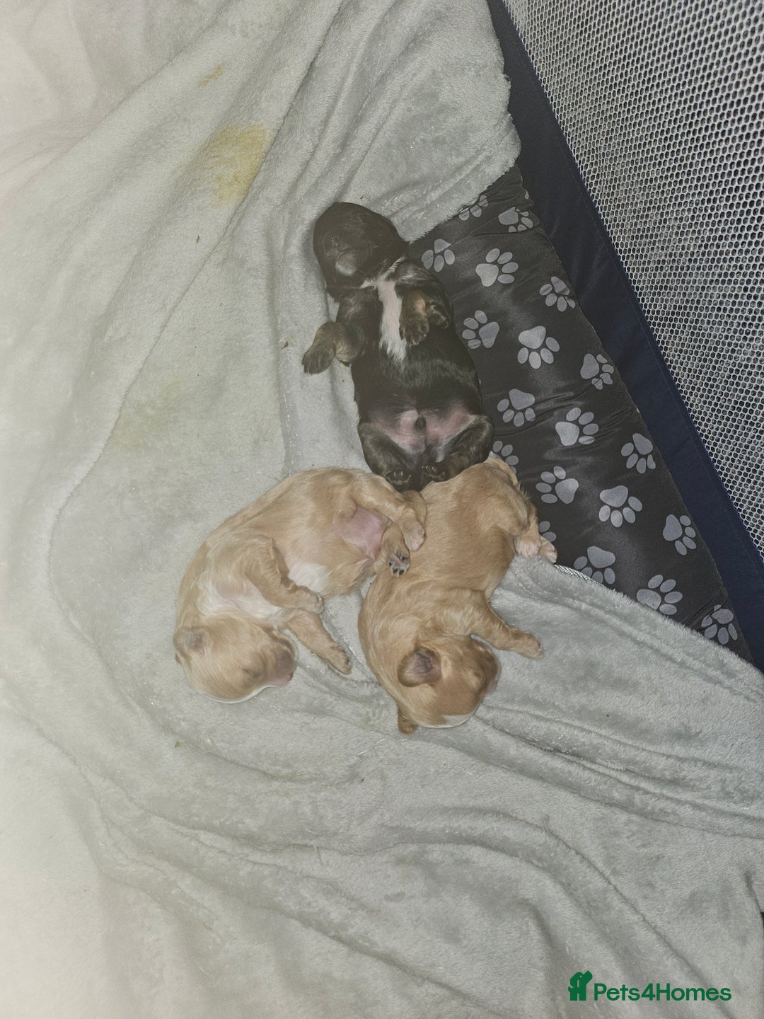 Mixed Breed dogs for sale: Malshi-poo puppies  - Image 5