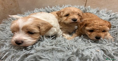 Poochon dogs - Advert 3