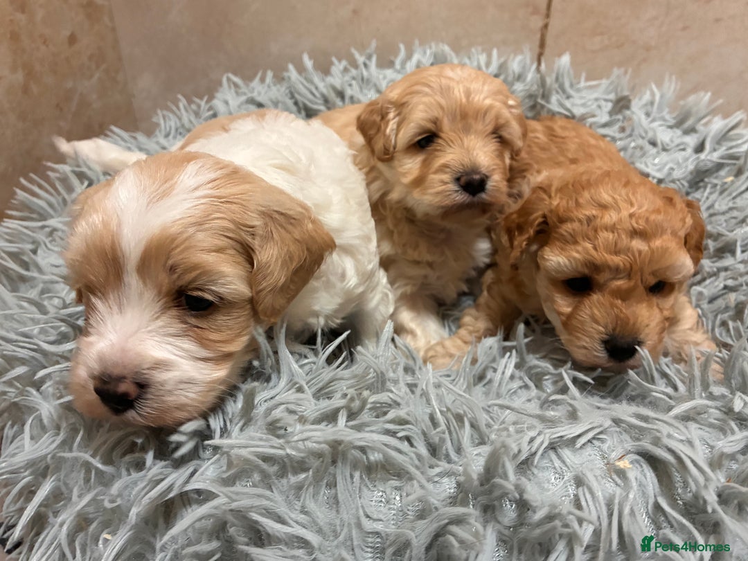 Poochon dogs for sale: ✨ Poochon Puppies Available ✨ - Image 2