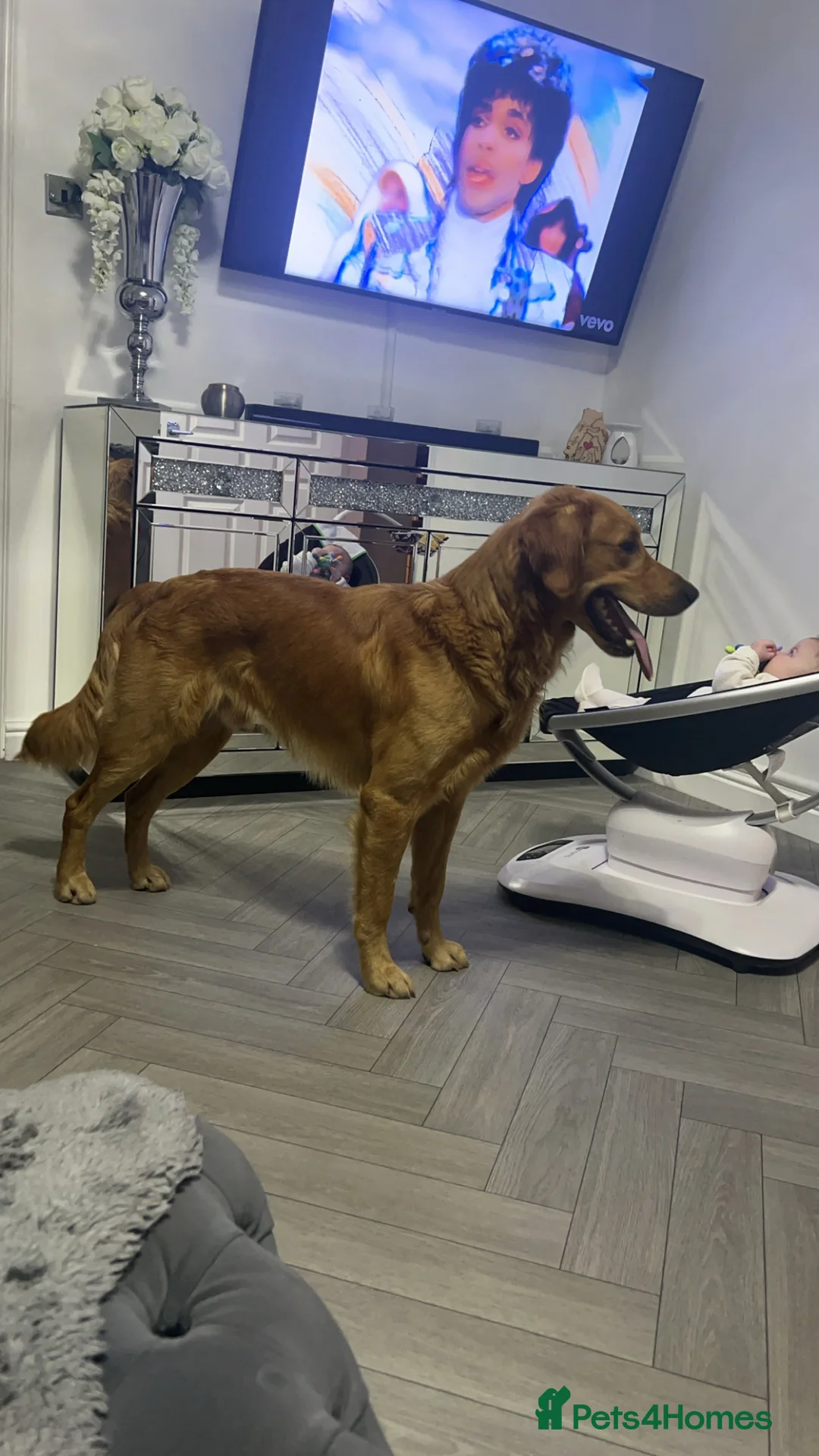 Golden Retriever dogs for stud: Hip & elbow scored health tested proven stud boy  in Barnsley - Advert 13
