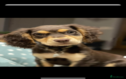 Cocker Spaniel dogs for stud: Kc health tested working cocker spaniel  - Image 6