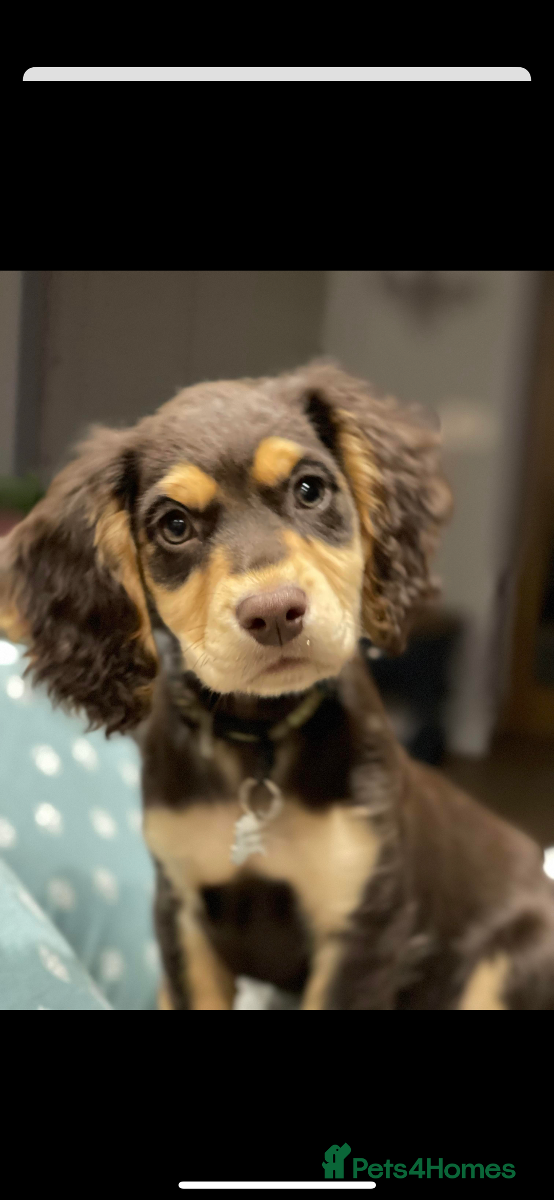 Cocker Spaniel dogs for stud: Kc health tested working cocker spaniel  - Image 6