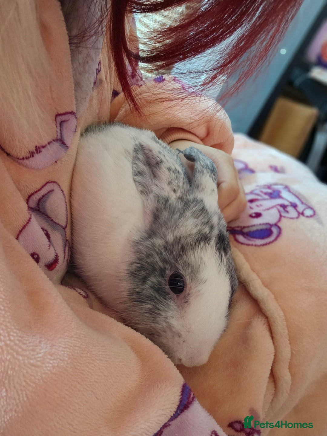 Harlequin rabbits for sale: Gorgeous Harlequin boy for sale. - Image 4