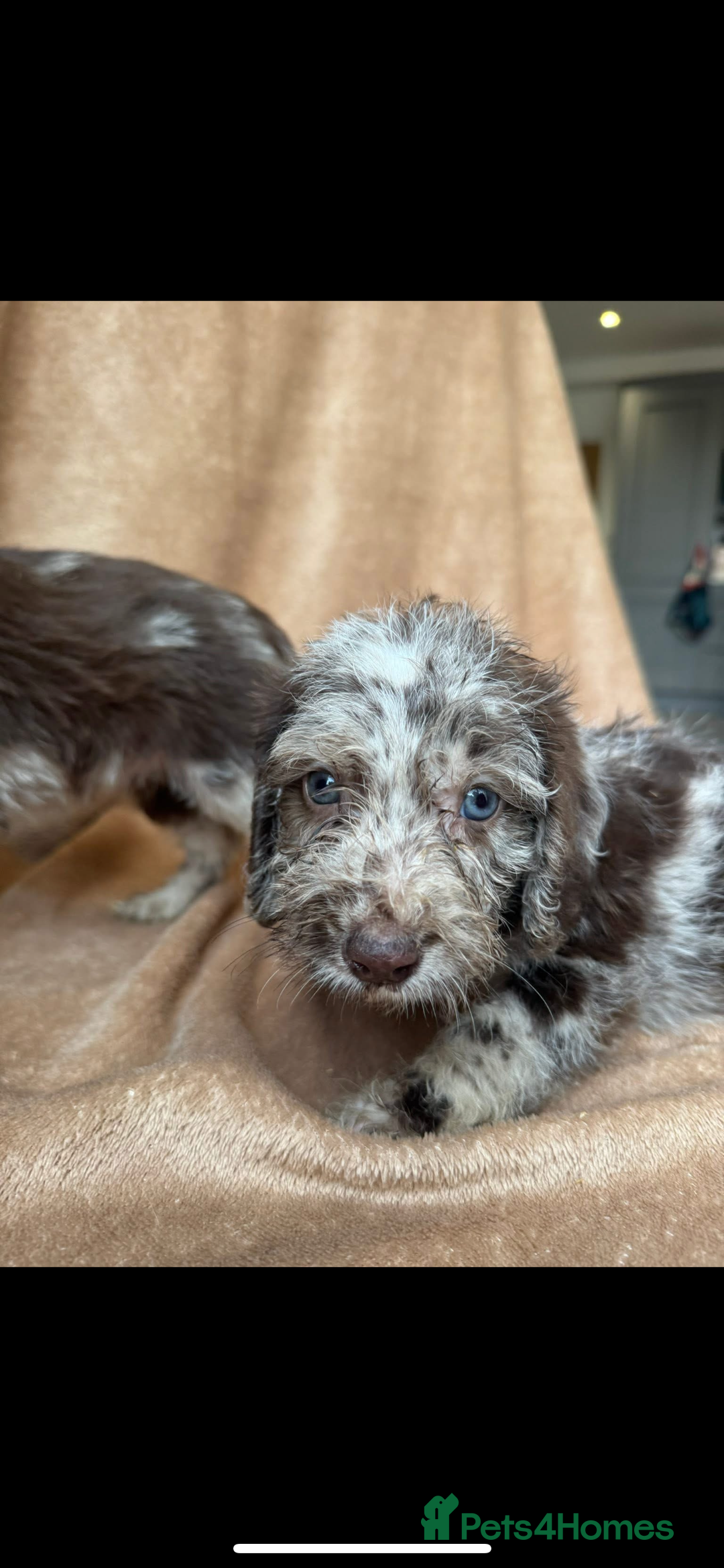 Cockapoo dogs for sale: F1 cockapoos  - Image 8