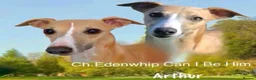 Whippet dogs for sale: Crufts winning parents - Advert 4