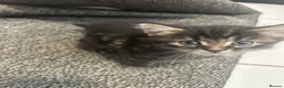 Mixed Breed cats for sale: 4 beautiful kittens for sale  - Advert 5