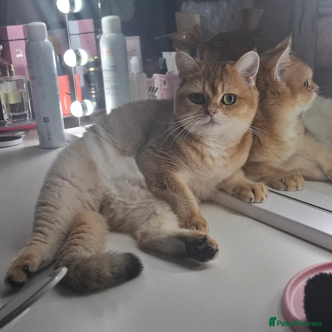 British Shorthair cats for sale: Golden british short hair black tip - Advert 2