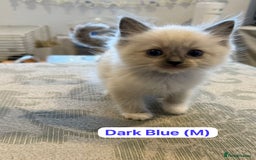 Ragdoll cats for sale: GCCF Championship Line Ragdolls - Image 9