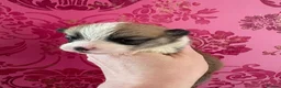 Welsh Corgi Pembroke dogs for sale: Show quality Pembrokeshire corgi - Advert 7