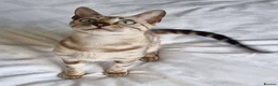 Bengal cats for sale: 12 month old female Bengal ready to leave - Advert 13
