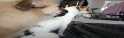 Chihuahua dogs for sale: Special Forever Home Wanted for Our Bonded Pair - Advert 12