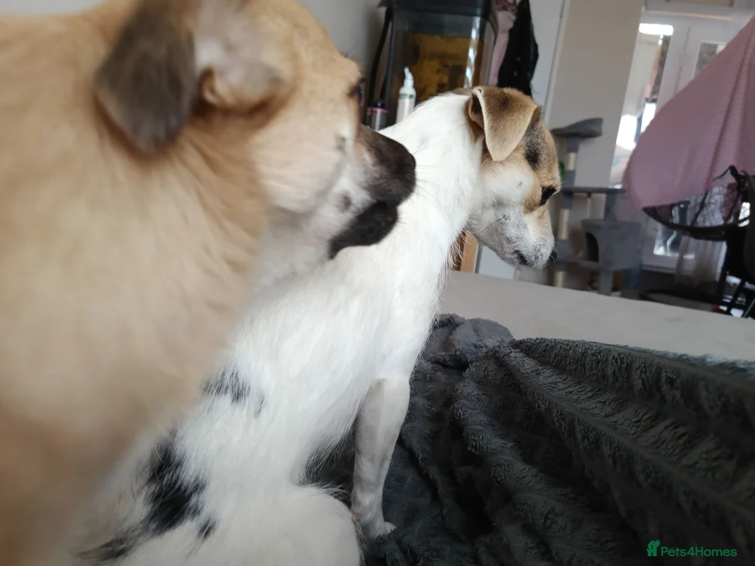 Chihuahua dogs for sale: Special Forever Home Wanted for Our Bonded Pair - Advert 12