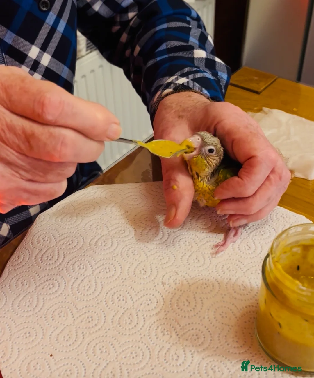 Conures birds for sale: ‘Hand-Reared’ Emma & Green Cheeked Conure Chicks  - Advert 5