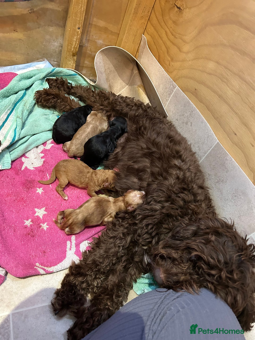 Cockapoo dogs for sale: 2 girls Miniature cockapoo puppies for sale - Advert 7