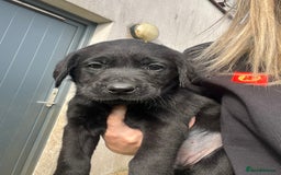Labrador Retriever dogs for sale: Labrador pups  - Image 2