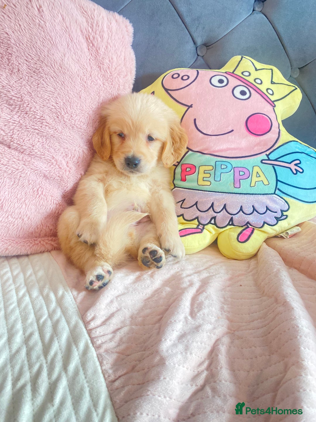 Golden Retriever dogs for sale: Beautiful KC golden pups ready to leave 🥰🥰🏡 - Image 16