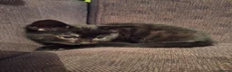 Mixed Breed cats for sale: Very nice kittens:3 boys and 3 girls - Advert 32