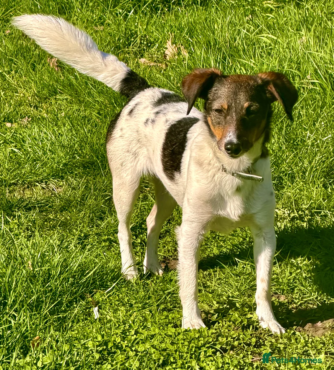 Border Collie dogs for adoption: 🐾 Mable – Left on the Roadside, Saved by Love 🐾 in West Malling - Advert 2
