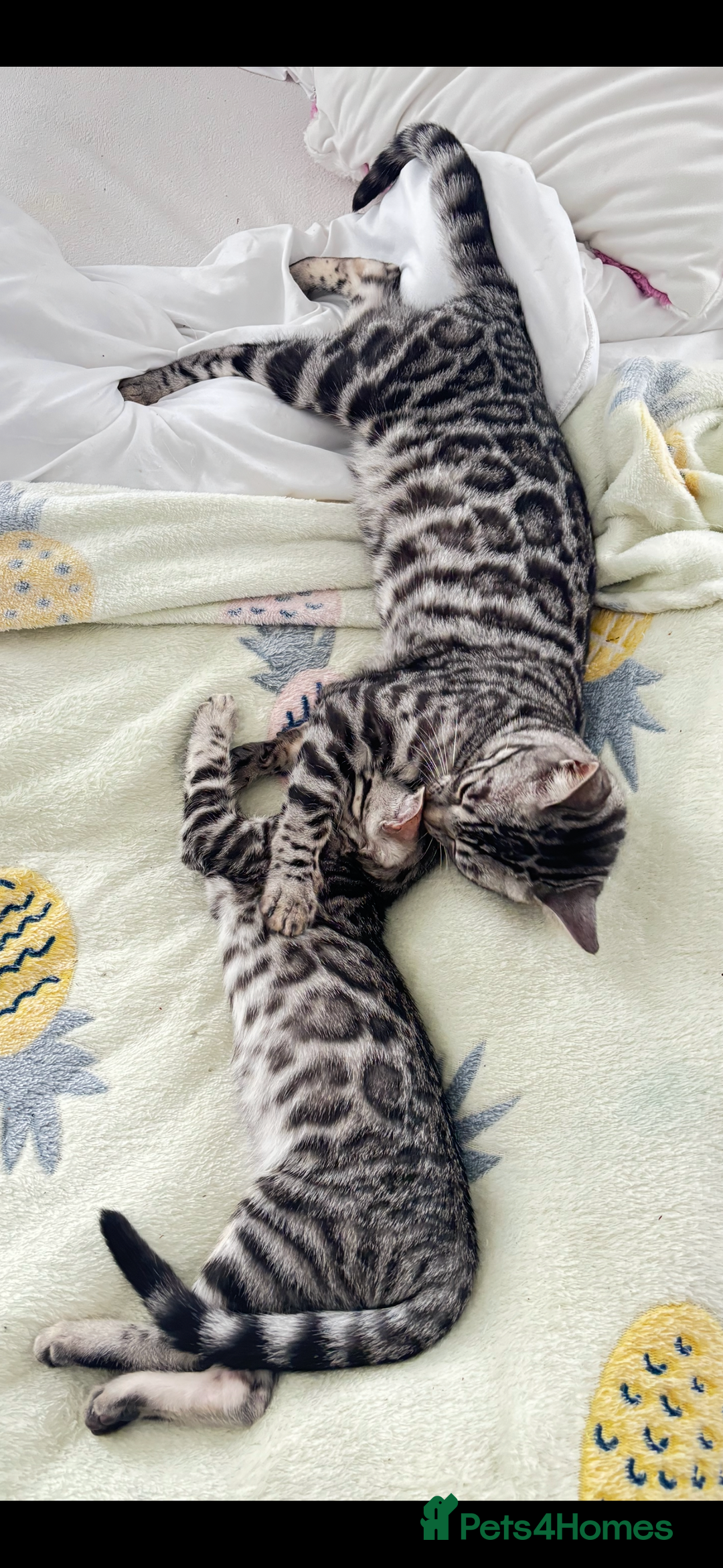 Bengal cats for sale: 🖤 TICA REGISTERED 🔥 ONLY 1 LEFT 🩶  - Image 37
