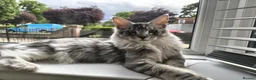 Maine Coon cats for sale: Tica registered polydactyl Maine coon - Advert 3