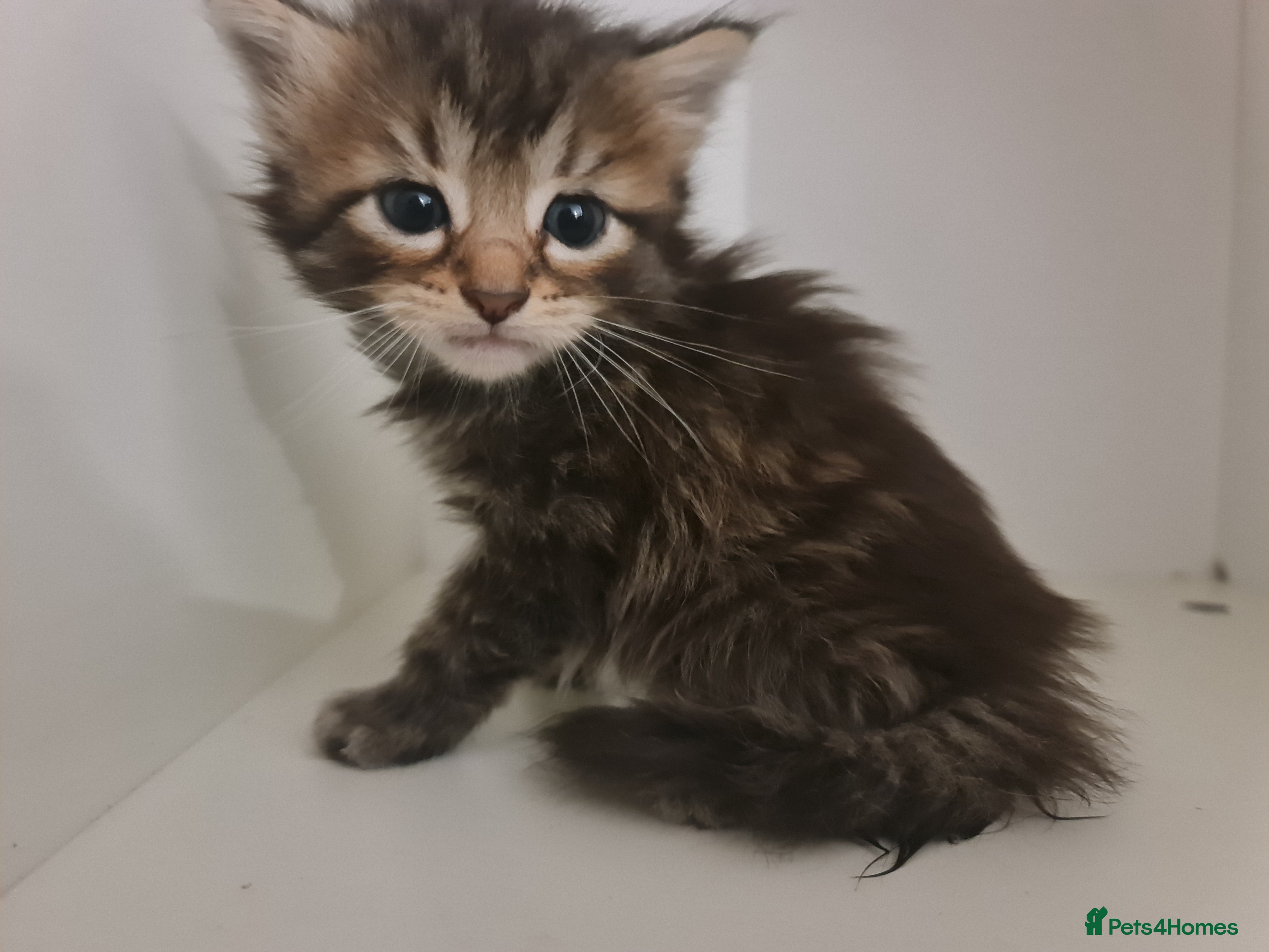 Mixed Breed cats Kittens for sale  - Advert 2