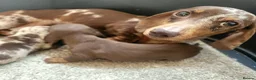 Miniature Dachshund dogs for sale: 🐶😍Miniature dachshund Puppies😍🐶 - Advert 11